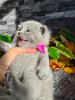 Additional photos: Stunning british shorthair Champion Bloodline Kittens