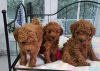 Photo №1. poodle (royal) - for sale in the city of Штутгарт | 370$ | Announcement № 42252