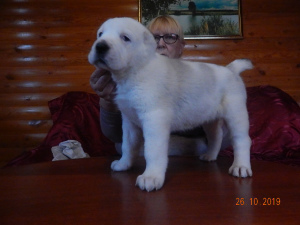 Photo №2 to announcement № 3852 for the sale of central asian shepherd dog - buy in Russian Federation breeder