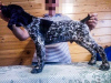 Photo №1. german shorthaired pointer - for sale in the city of Zaporizhia | negotiated | Announcement № 11552