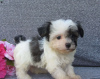 Photo №3. beautiful havanese puppies. Ireland