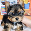 Photo №4. I will sell yorkshire terrier in the city of Гамбург. private announcement - price - 280$