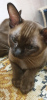 Photo №4. I will sell burmese cat in the city of Sergiev Posad. private announcement - price - 458$