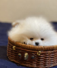 Photo №1. pomeranian - for sale in the city of White church | 8500$ | Announcement № 8924