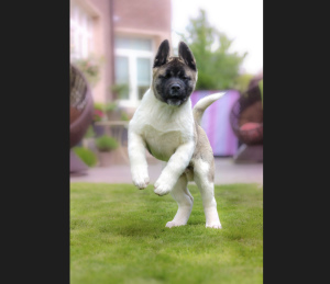 Additional photos: AMERICAN AKITA puppy