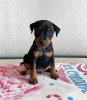 Photo №2 to announcement № 54729 for the sale of miniature pinscher - buy in Estonia from nursery, breeder