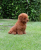 Additional photos: Toy poodle puppies KENNEL