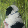 Additional photos: Harlequin poodle puppies