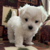 Photo №1. maltese dog - for sale in the city of Jersey City | negotiated | Announcement № 119908