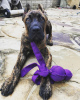 Photo №1. cane corso - for sale in the city of Budapest | 350$ | Announcement № 78807