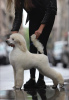 Photo №4. I will sell poodle (royal) in the city of Zrenjanin. breeder - price - negotiated