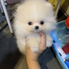 Photo №2 to announcement № 66324 for the sale of pomeranian - buy in Slovenia 