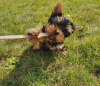 Photo №1. yorkshire terrier - for sale in the city of New York | 300$ | Announcement № 112310