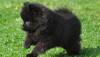 Photo №2 to announcement № 10808 for the sale of pomeranian - buy in Ukraine private announcement