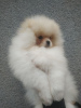 Photo №2 to announcement № 94357 for the sale of pomeranian - buy in Ukraine breeder
