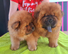 Photo №2 to announcement № 40293 for the sale of non-pedigree dogs - buy in Poland breeder