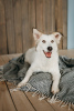 Photo №3. Charming Esme is looking for a home!. Russian Federation
