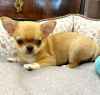 Photo №2 to announcement № 116924 for the sale of chihuahua - buy in Belgium private announcement, breeder