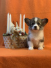 Additional photos: Pembroke Welsh Corgi puppies from award-winning parents from a European kennel