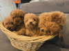 Photo №2 to announcement № 123217 for the sale of poodle (toy) - buy in Greece breeder