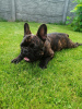 Photo №3. French Bulldog puppies for sale urgently. Belarus