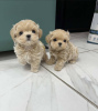 Photo №2 to announcement № 127178 for the sale of maltese dog - buy in Switzerland breeder