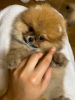 Photo №1. pomeranian - for sale in the city of Гамбург | 740$ | Announcement № 110352