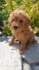 Photo №1. poodle (toy) - for sale in the city of Minsk | 472$ | Announcement № 60568