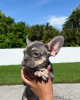 Photo №2 to announcement № 127368 for the sale of french bulldog - buy in Germany private announcement