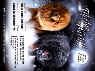 Photo №1. tibetan mastiff - for sale in the city of Yekaterinburg | Negotiated | Announcement № 5183