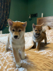 Photo №1. shiba inu - for sale in the city of Paris | negotiated | Announcement № 120300