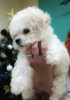 Photo №2 to announcement № 32294 for the sale of bichon frise - buy in Belarus breeder