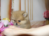 Additional photos: Pomeranian girl