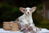 Photo №3. Welsh Corgi Cardigan. Poland