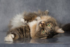 Photo №3. Charming cat Sparrow is looking for a home.. Russian Federation