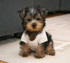 Additional photos: Teacup Yorkshire Terrier Puppy for free adoption