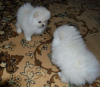 Additional photos: Introducing adorable Pomeranian puppies!