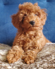Photo №3. Toy (miniature) redbrown poodle puppies with FCI pedigree. Ukraine