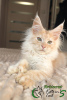 Photo №3. Maine Coon Polydactus Boy. Russian Federation