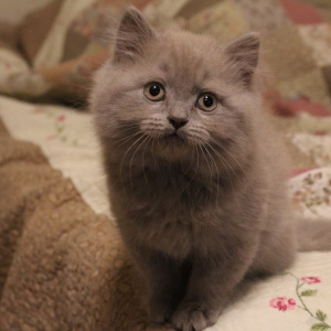 Photo №1. british shorthair - for sale in the city of St. Petersburg | negotiated | Announcement № 1252