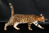 Photo №2 to announcement № 81429 for the sale of bengal cat - buy in Russian Federation breeder