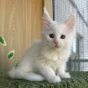 Photo №2 to announcement № 121869 for the sale of maine coon - buy in Bahrain 