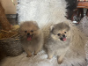 Photo №2 to announcement № 115526 for the sale of pomeranian - buy in Serbia 