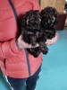 Photo №3. Toy poodle puppies boys and girls with pedigree. Belarus