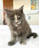 Photo №4. I will sell maine coon in the city of Berlin. breeder - price - 317$