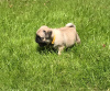 Photo №2 to announcement № 116557 for the sale of non-pedigree dogs - buy in Germany private announcement