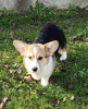 Additional photos: Corgi Welsh Pembroke