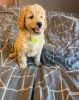 Additional photos: Cute Mini Goldendoodles- ONE HANDSOME BOY LEFT!!!