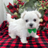 Photo №1. maltese dog - for sale in the city of Москва | Is free | Announcement № 34505
