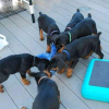 Photo №1. dobermann - for sale in the city of Vilnius | negotiated | Announcement № 85137